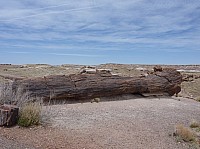 Giant logs FP (10).JPG